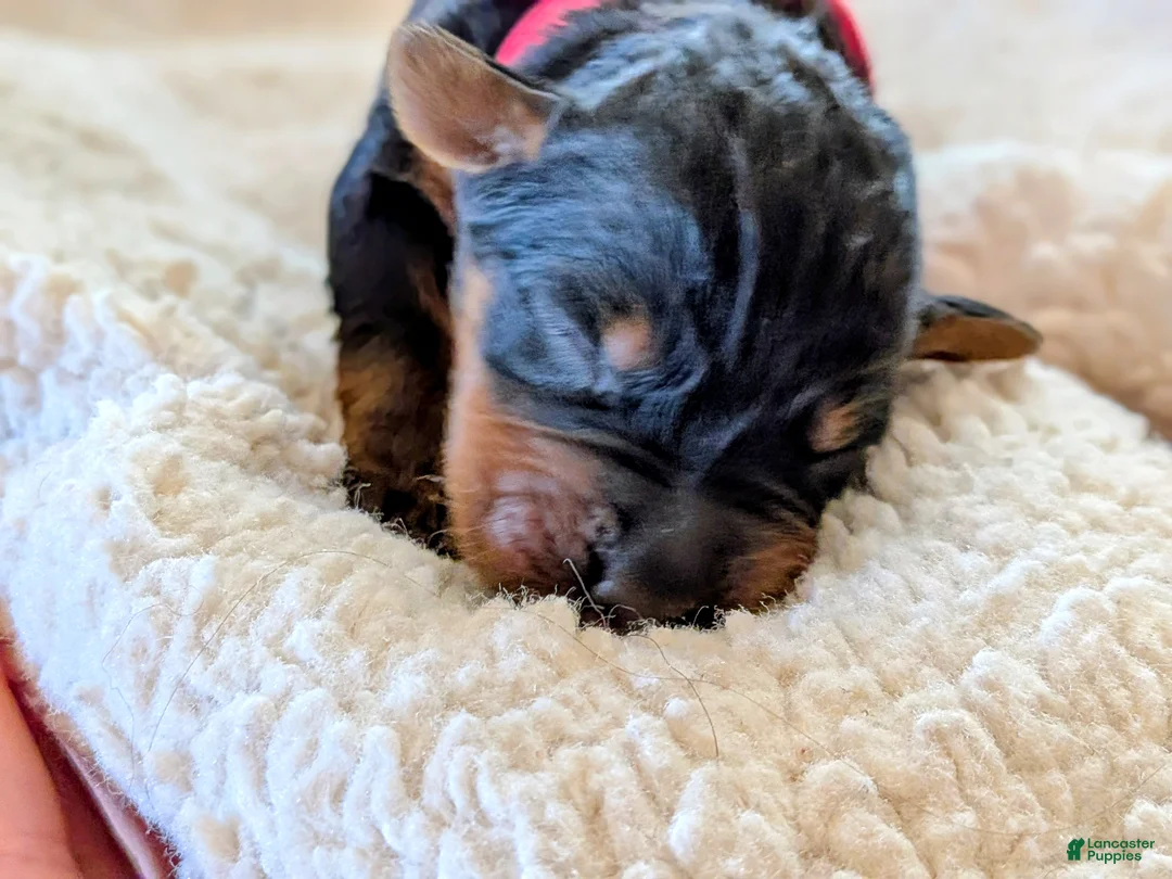 Mixed Breed dogs for sale: Goldador/Bernadoodle Puppy 5 - Ad 2