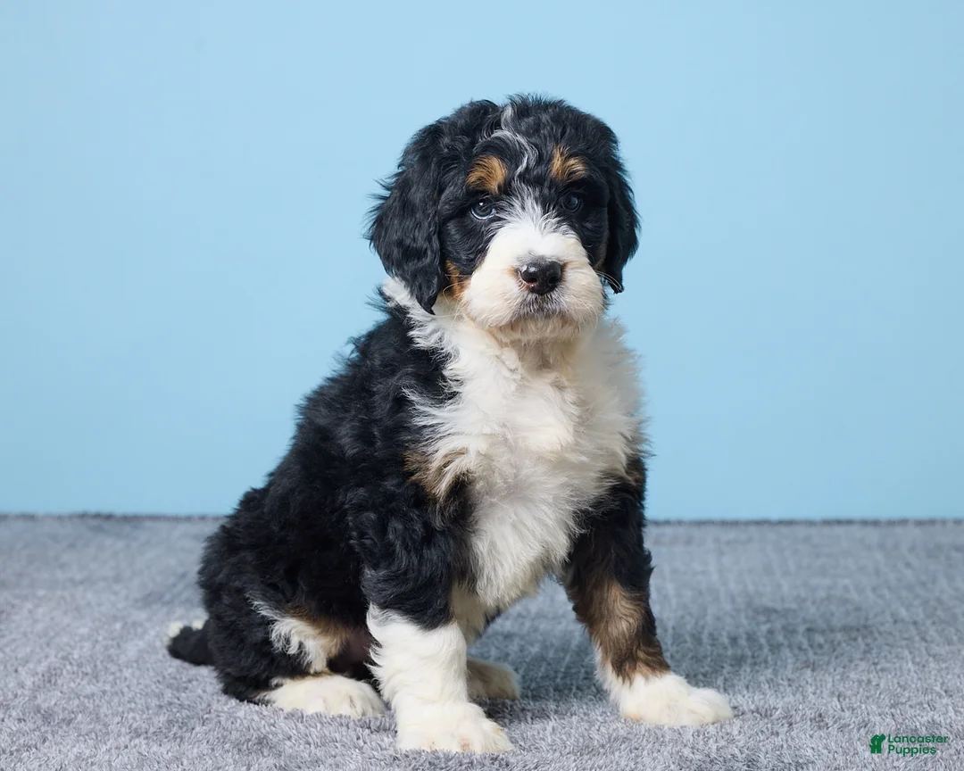 Bernedoodle dogs for sale: Hailey - Ad 1