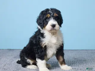 Bernedoodle dogs Hailey - Ad 25