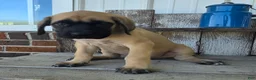 English Mastiff dogs for sale: Betsy - Ad 4