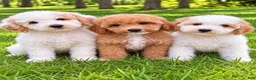 Miniature Poodle dogs for sale: Macy - Ad 4