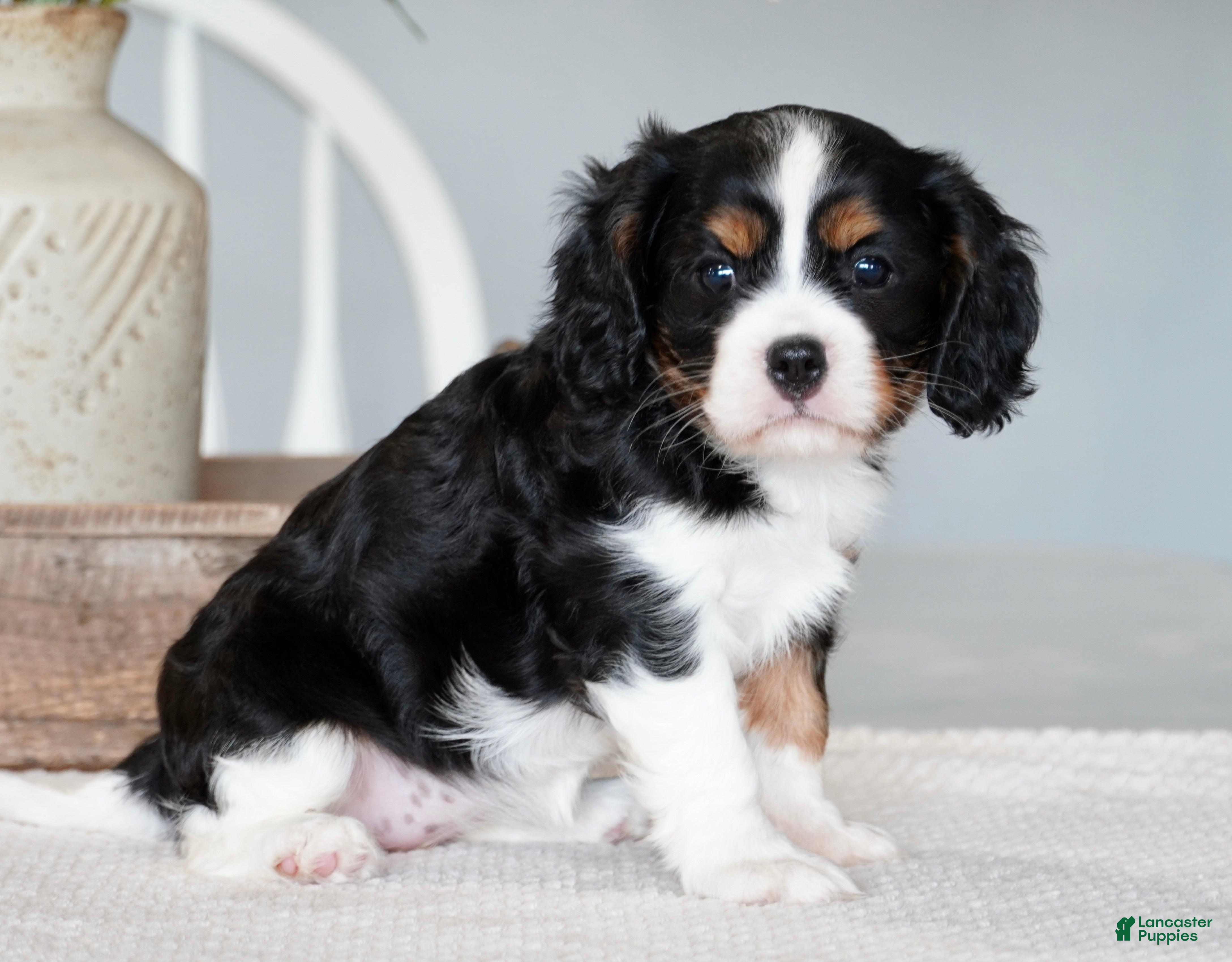 Cavalier King Charles Spaniel dogs Sage - Ad 2