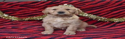 Golden Retriever dogs for sale: Raine - Ad 1