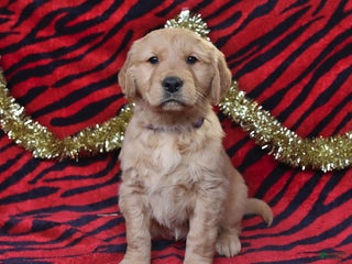 Golden Retriever dogs Raine - Ad 15