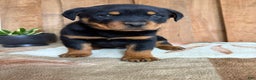 Rottweiler dogs for sale: Logan - Ad 6