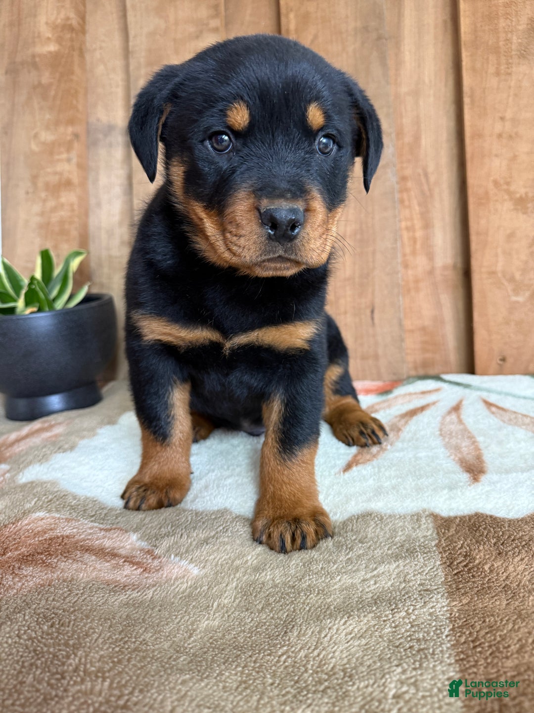 Rottweiler dogs for sale: Logan - Ad 6