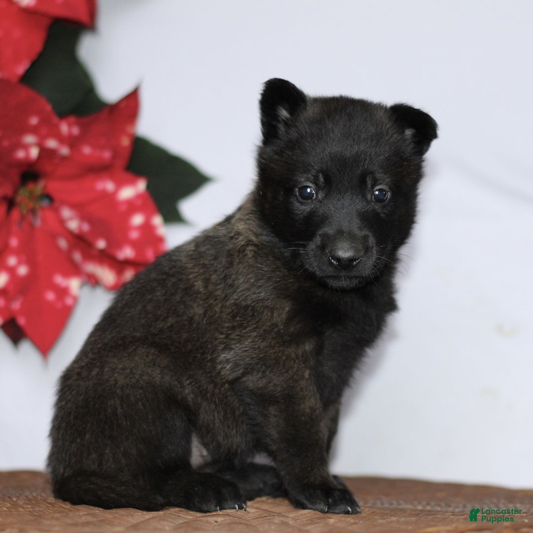 Belgian Malinois dogs for sale: Allegra  - Ad 3