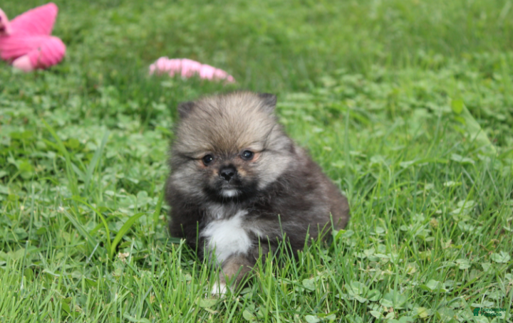 Pomeranian dogs Jazzy - Ad 2
