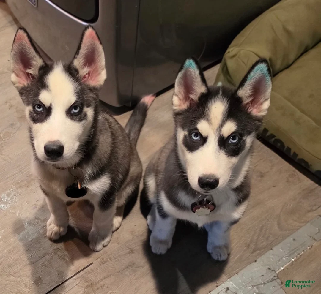 Mixed Breed dogs for sale: Rocket - Ad 1