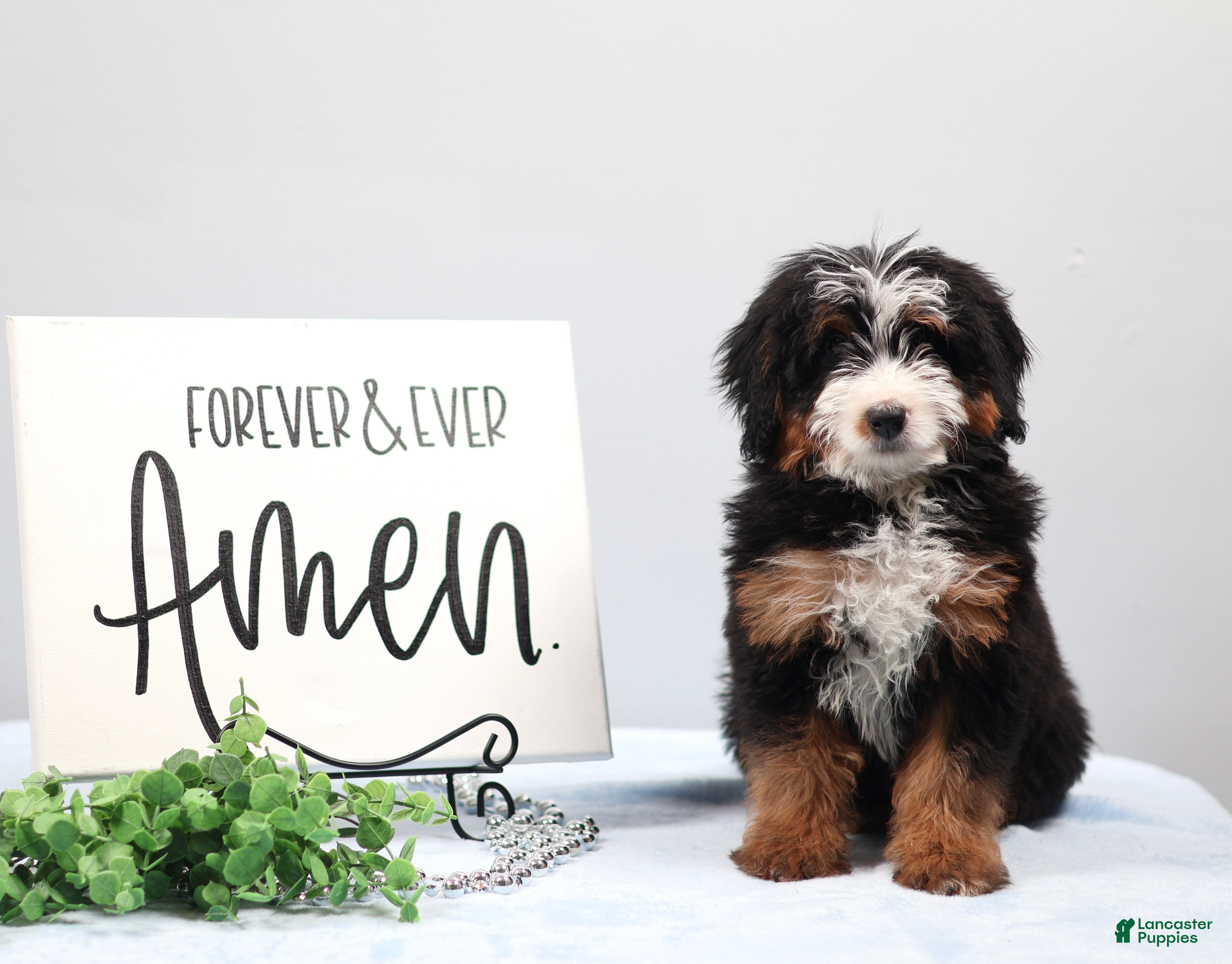 Mini Bernedoodle dogs Dylan - Ad 1