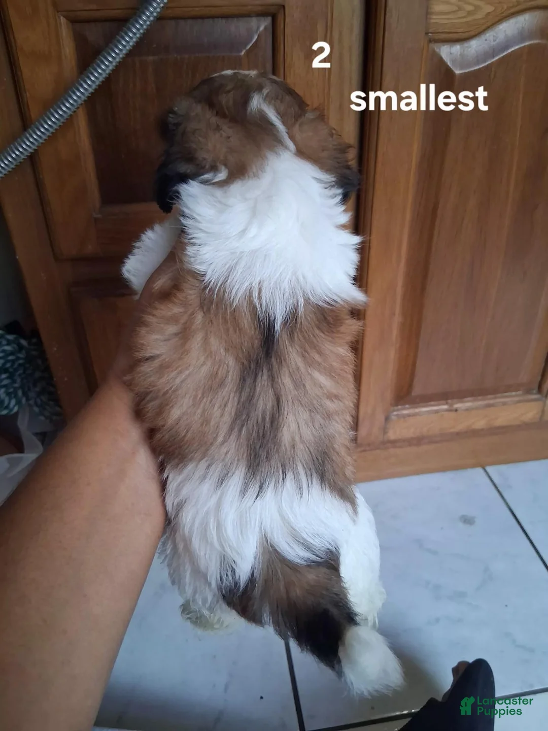 Shih Tzu dogs for sale: Shih Tzu 2 - Ad 2