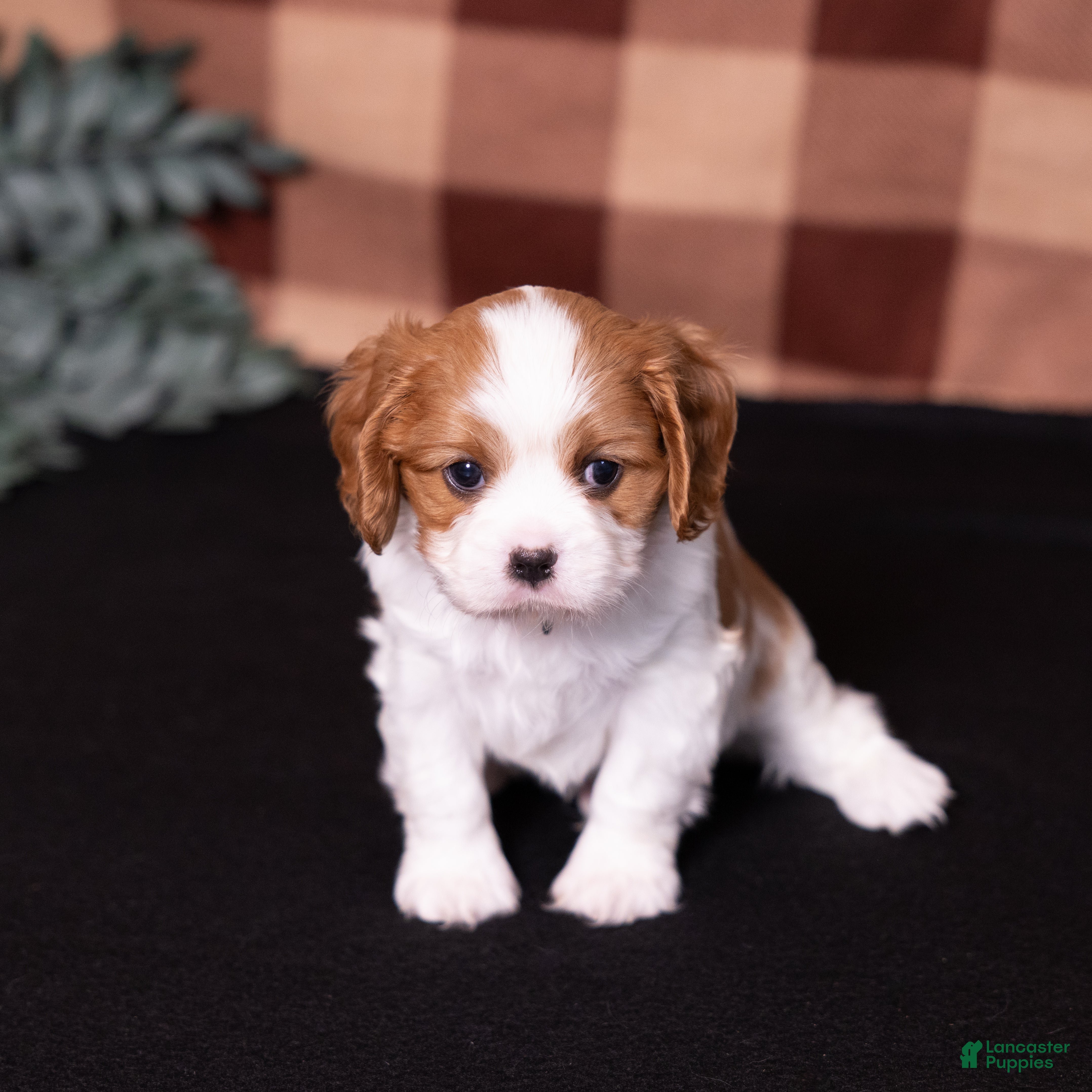 Cavalier King Charles Spaniel dogs Ralph - Ad 2