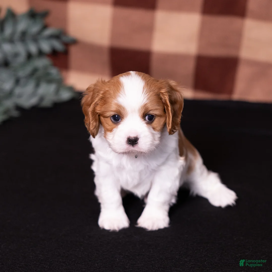Cavalier King Charles Spaniel dogs for sale: Ralph - Ad 2
