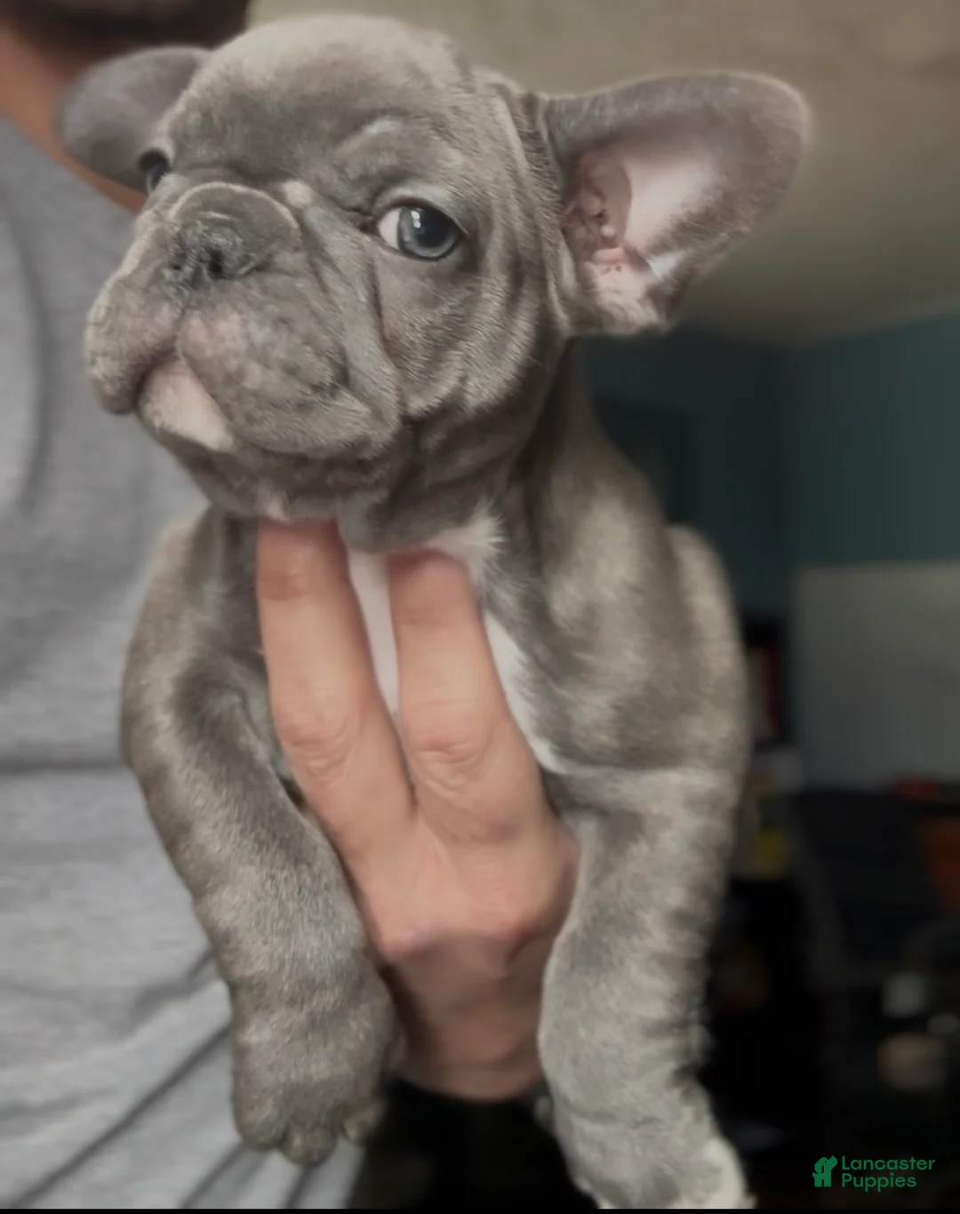 French Bulldog dogs for sale: Pip - Ad 2