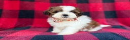 Shihpoo dogs for sale: Cypress - Ad 2