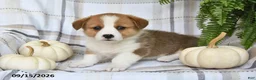 Welsh Corgi Pembroke dogs for sale: Thunder - Ad 5