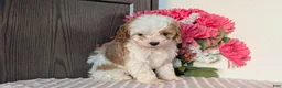 Cavapoo dogs for sale: Tripp - Ad 5