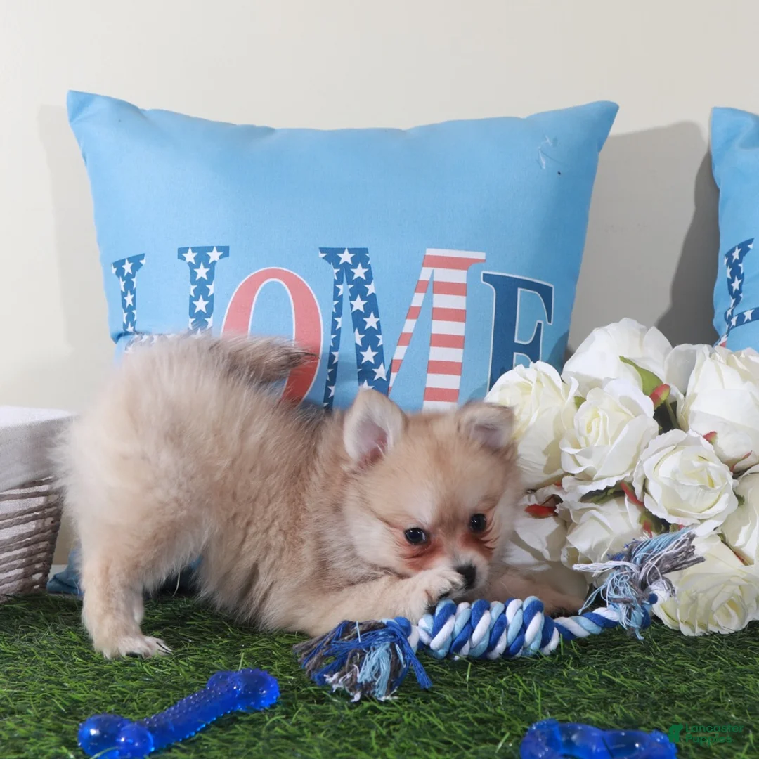 Pomeranian dogs for sale: Drakar Gorgeous Little ACA Pomeranian Puppy - Ad 4
