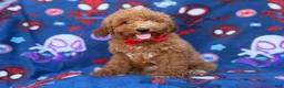 Mini Goldendoodle dogs for sale: Felix  - Ad 6