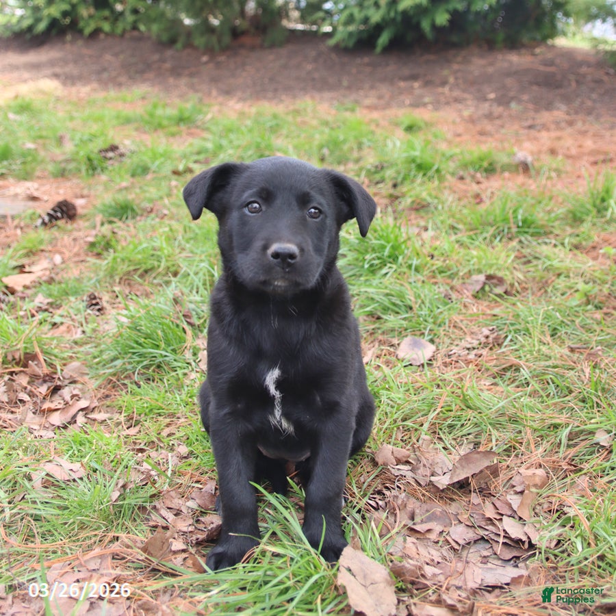 Mixed Breed dogs Milly - Ad 2