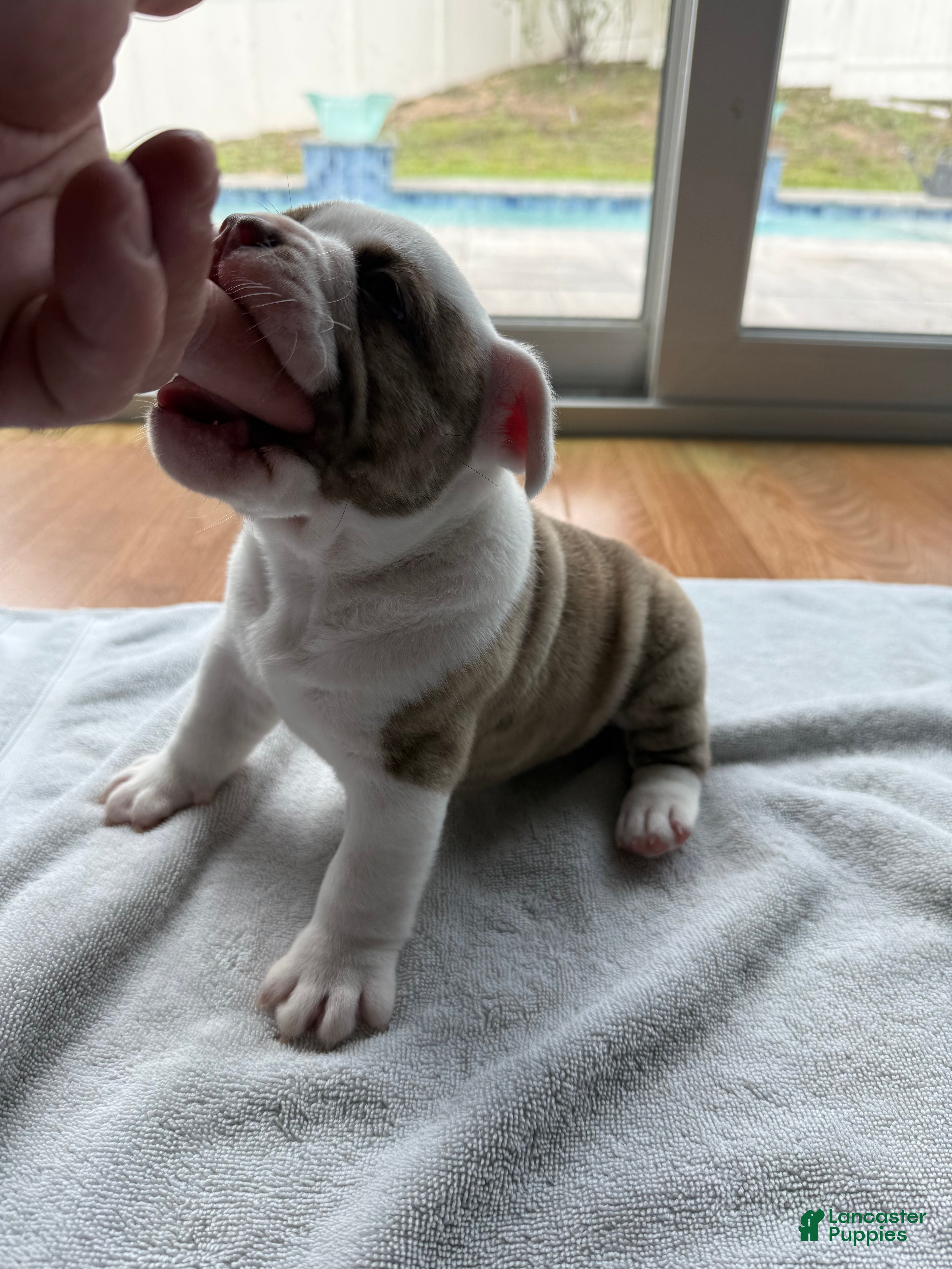 American Bully dogs American Bully 1 - Ad 1