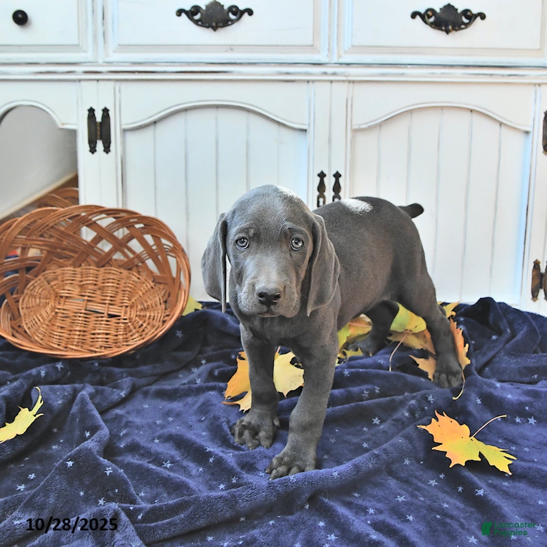 Weimaraner dogs for sale: Zeus - Ad 9