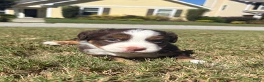 Miniature Australian Shepherd 3