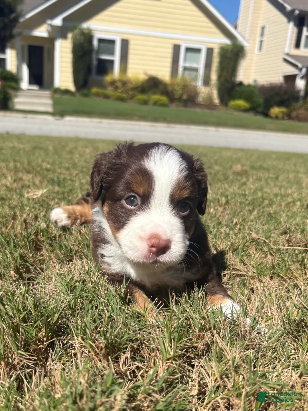 Miniature Australian Shepherd dogs for sale: Miniature Australian Shepherd 3 - Ad 1