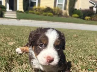 Miniature Australian Shepherd dogs Miniature Australian Shepherd 3 - Ad 1