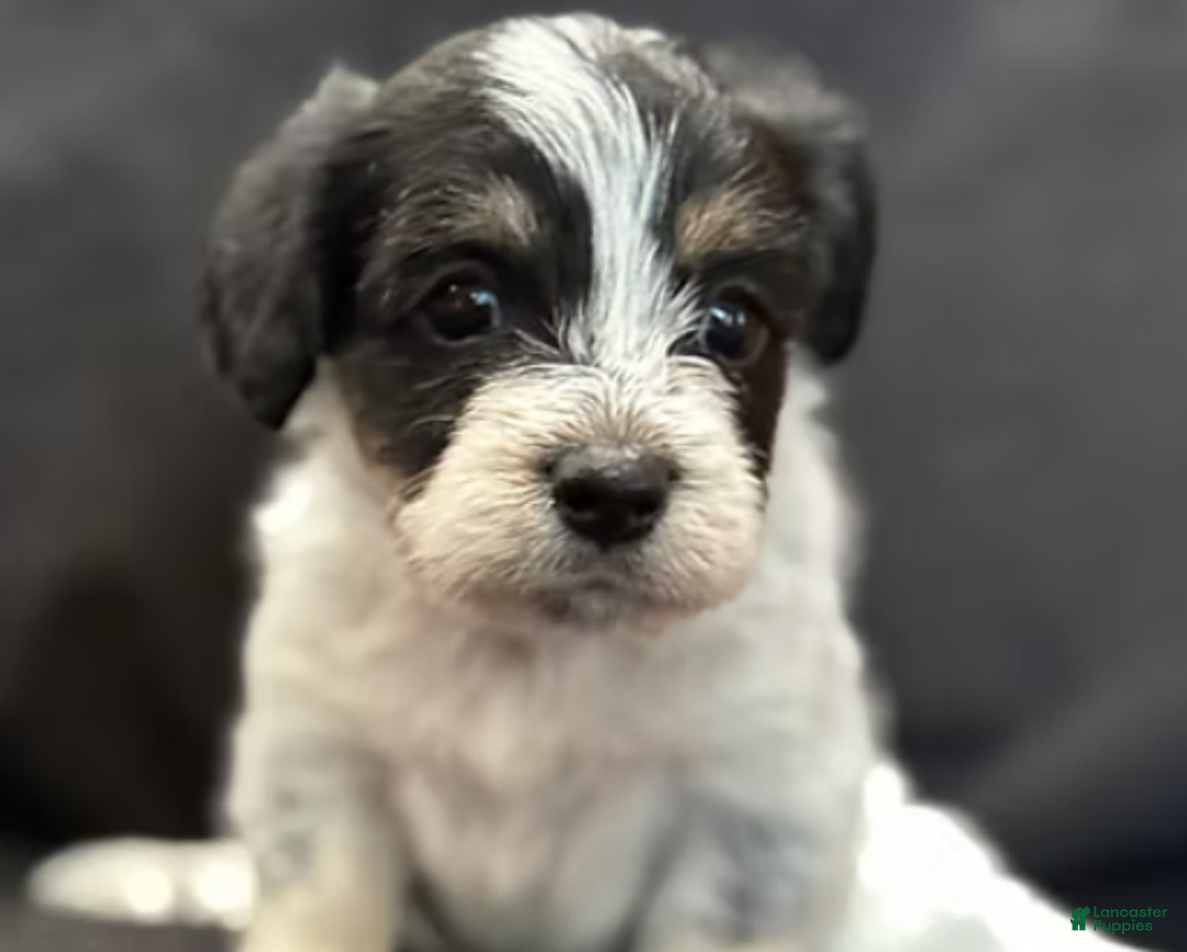 Corgipoo dogs for sale: Daisy - Ad 10