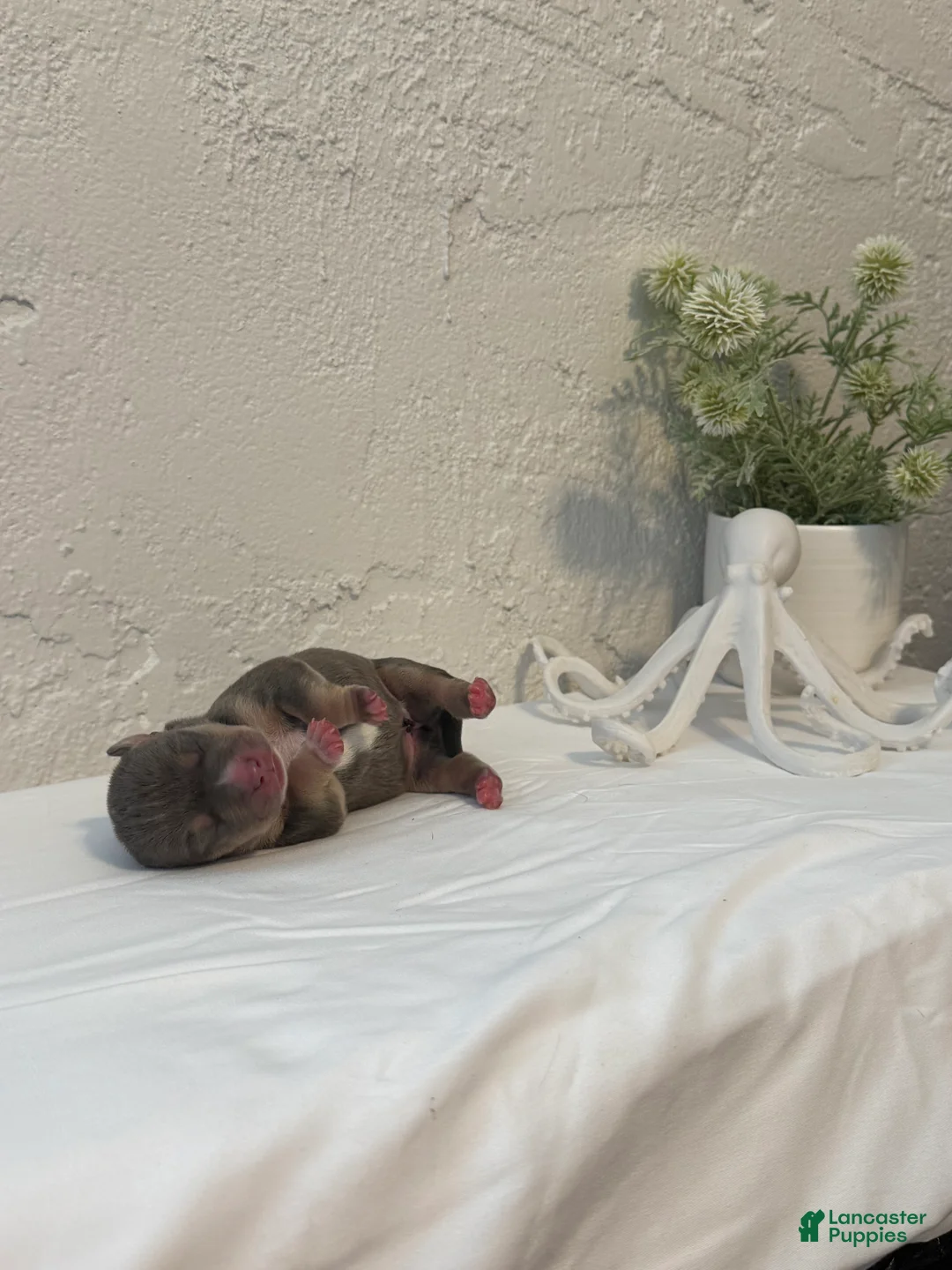 American Bully dogs for sale: Calypso  - Ad 2