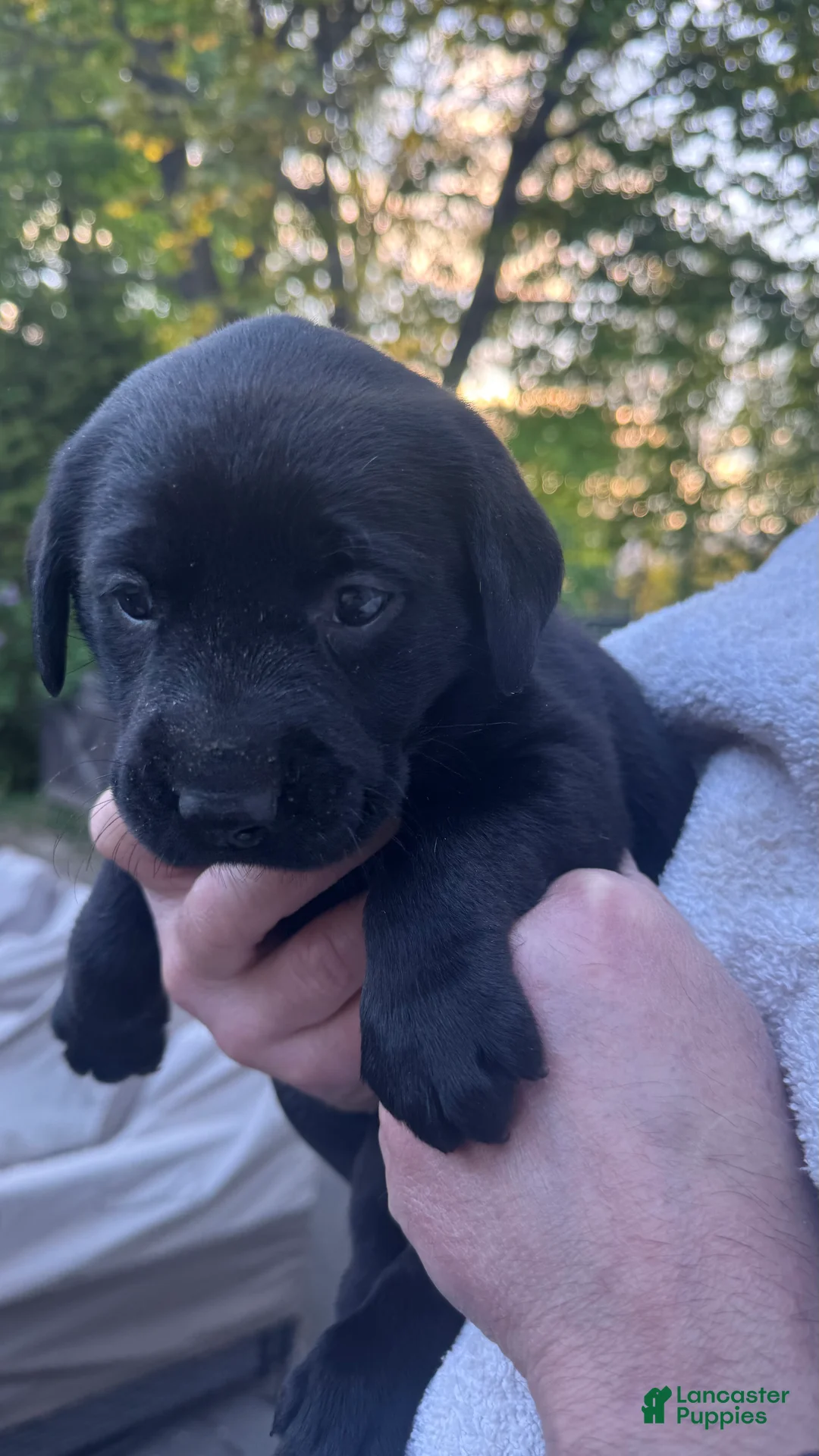 Labrador Retriever dogs for sale: Labrador Retriever Puppy 1 - Light Green - FEMALE - Ad 1