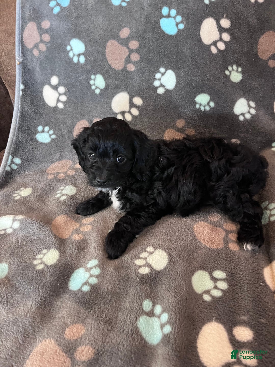 Cockapoo dogs for sale: Cockapoo Puppy 1 - Ad 4