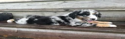 Miniature Australian Shepherd dogs for sale: FORD - (Blue Collar) - Ad 3