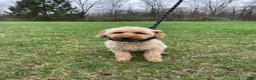 Cavapoo dogs for sale: Nola  - Ad 6