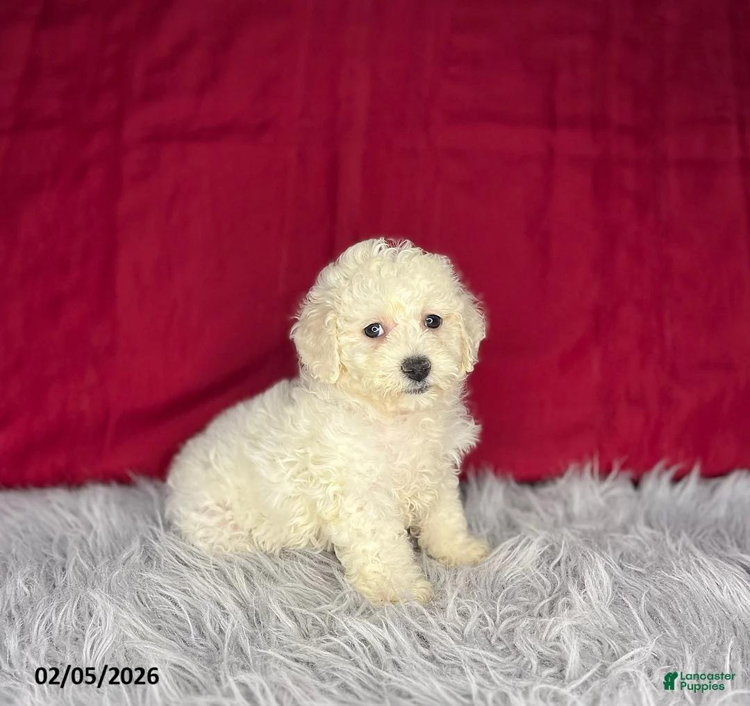 Bichon Frise dogs for sale: Sweetie - Ad 3