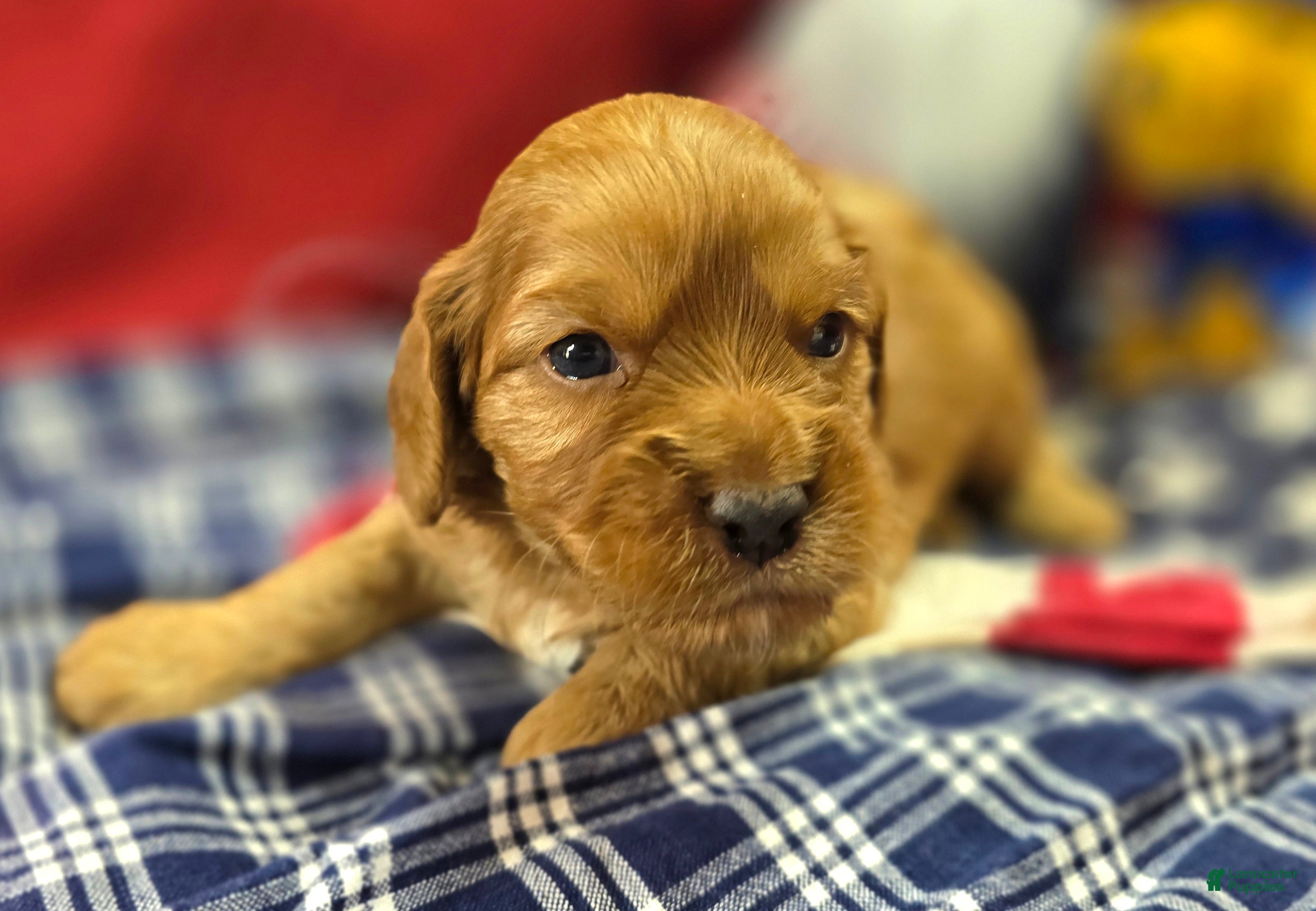 Cockapoo dogs Sprout - Ad 23
