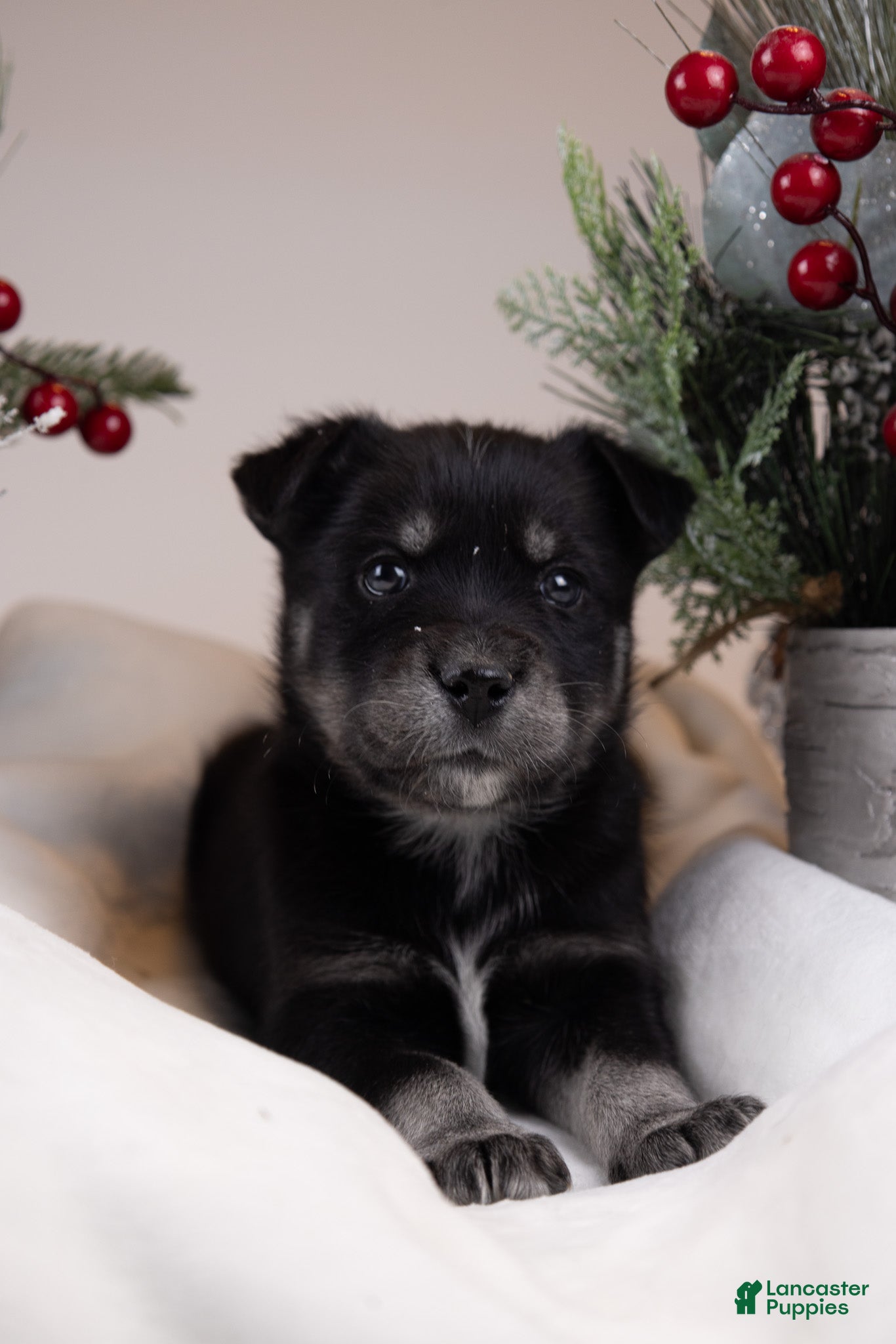 Goberian dogs Munchkin - Ad 12