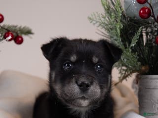 Goberian dogs Munchkin - Ad 8