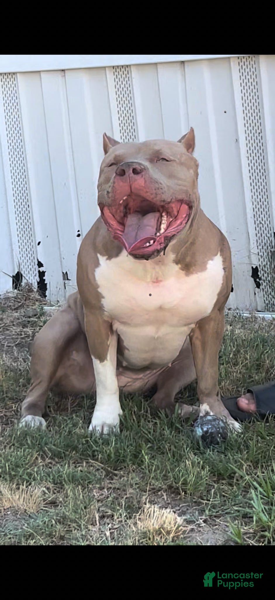 American Bully dogs for sale: Molly - Ad 5