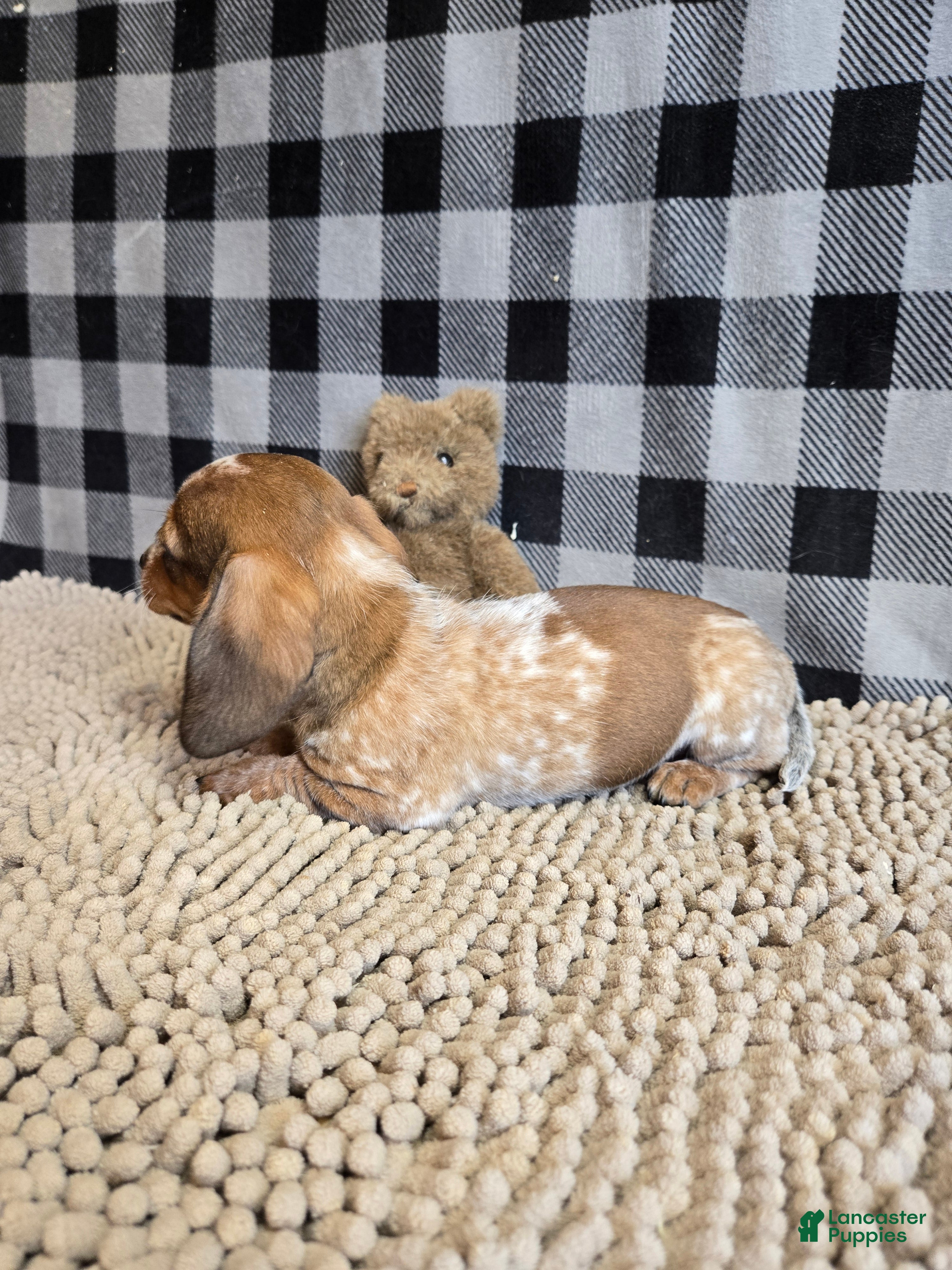 Miniature Dachshund dogs for sale: Kent - Ad 3