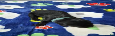 Rosco
