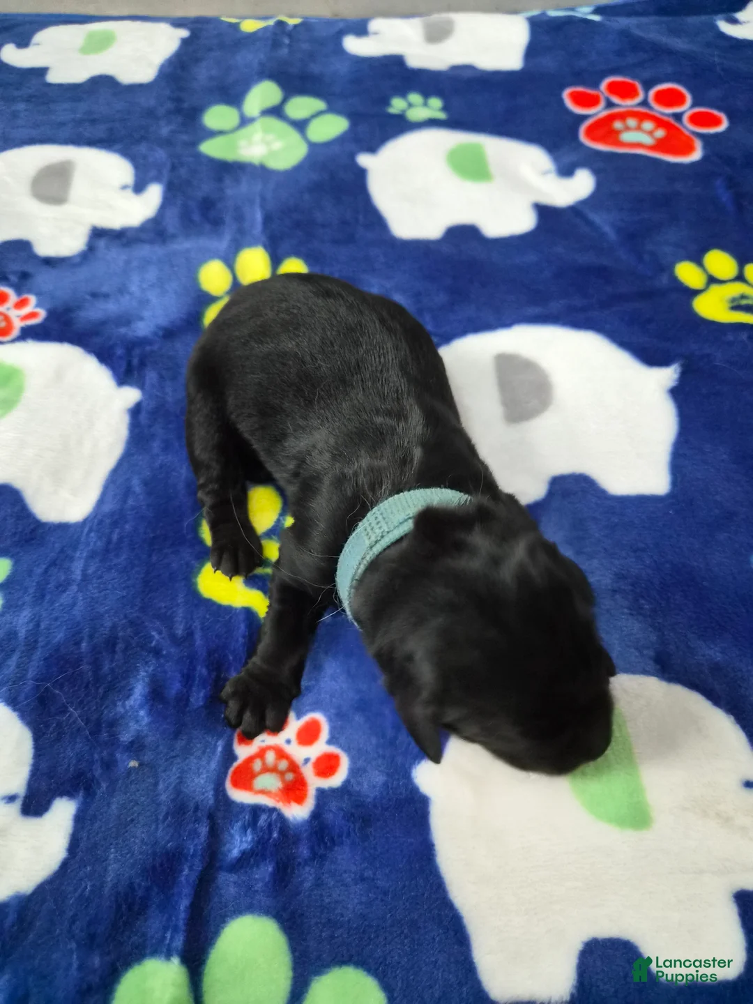 Goldador dogs for sale: Rosco - Ad 1