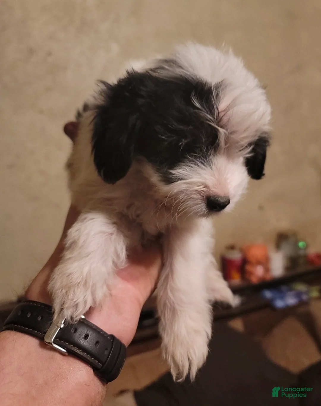Cavapoo dogs for sale: Cavapoo small toy boy Puppy 1 - Ad 3