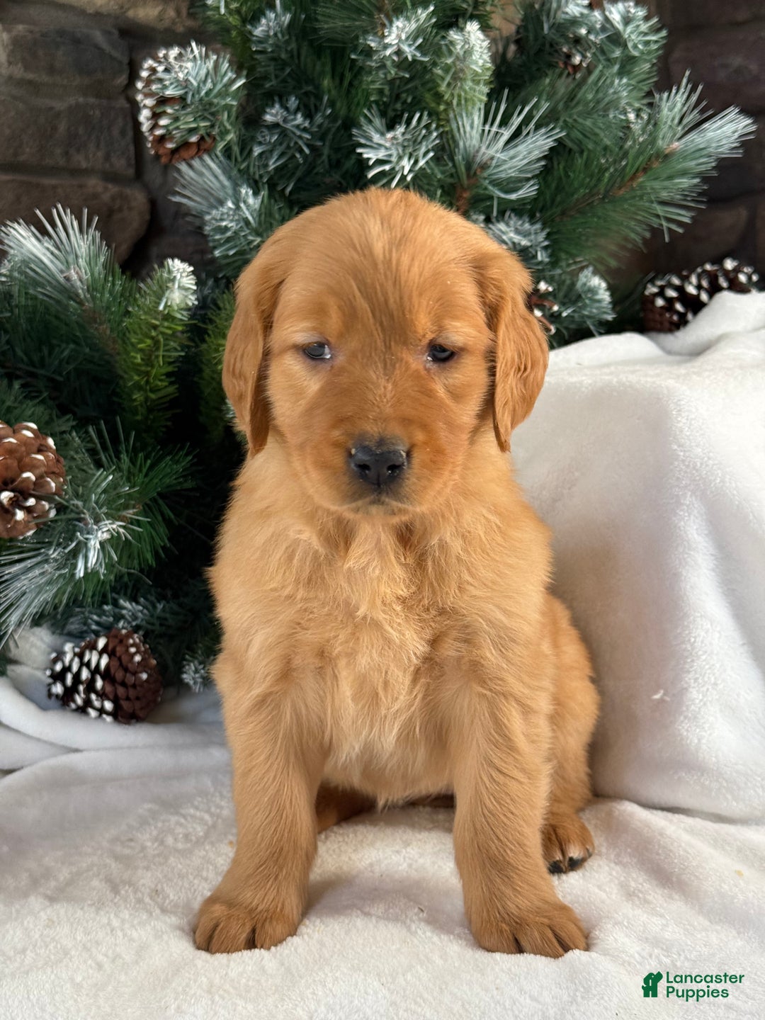 Golden Retriever dogs for sale: Nova  - Ad 3