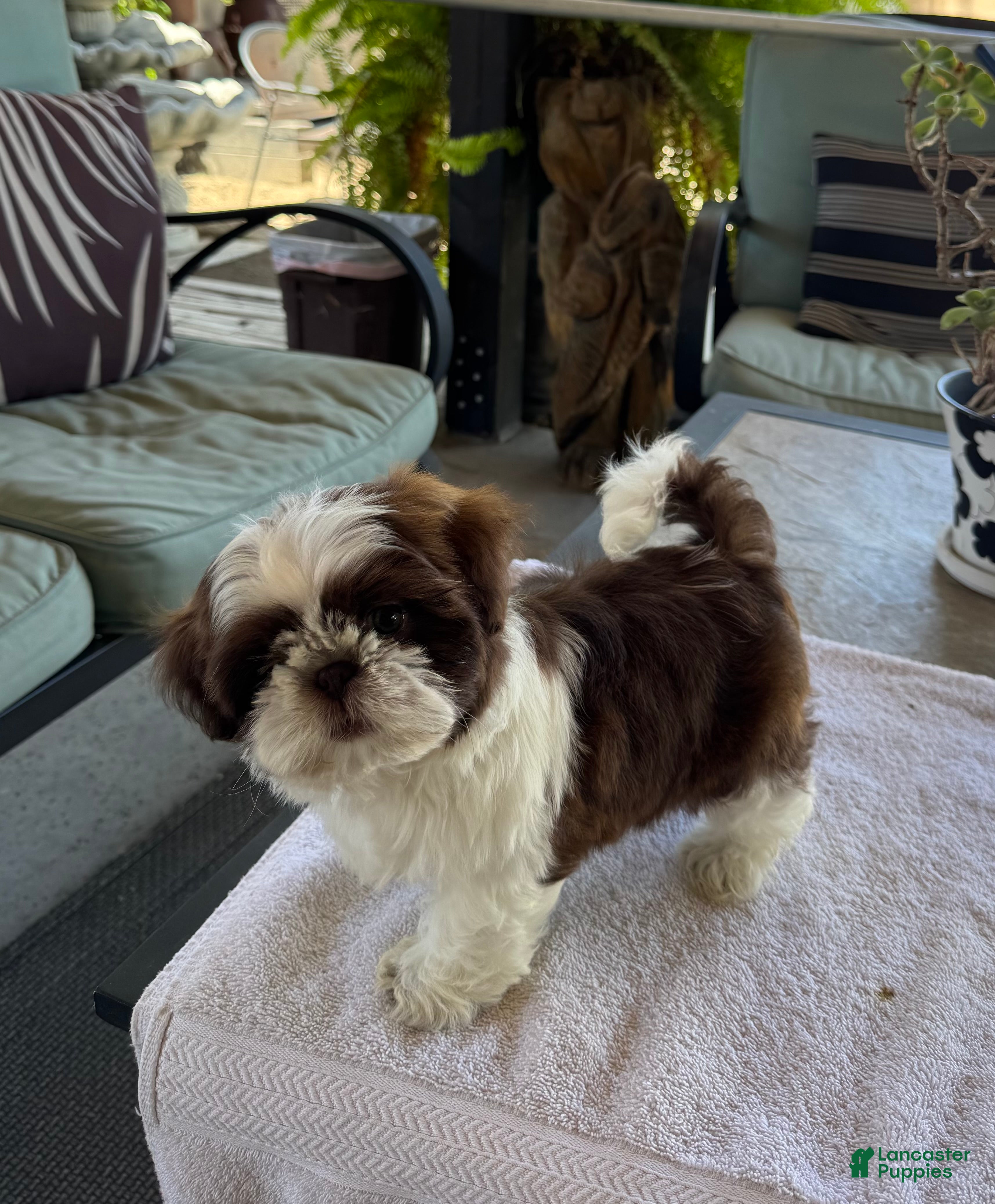 Shih Tzu dogs Shih Tzu 4 - Ad 2