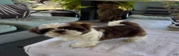 Shih Tzu dogs for sale: Shih Tzu 4 - Ad 2