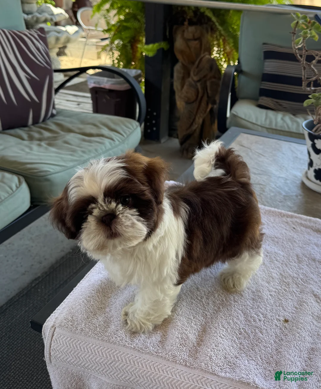 Shih Tzu dogs for sale: Shih Tzu 4 - Ad 2