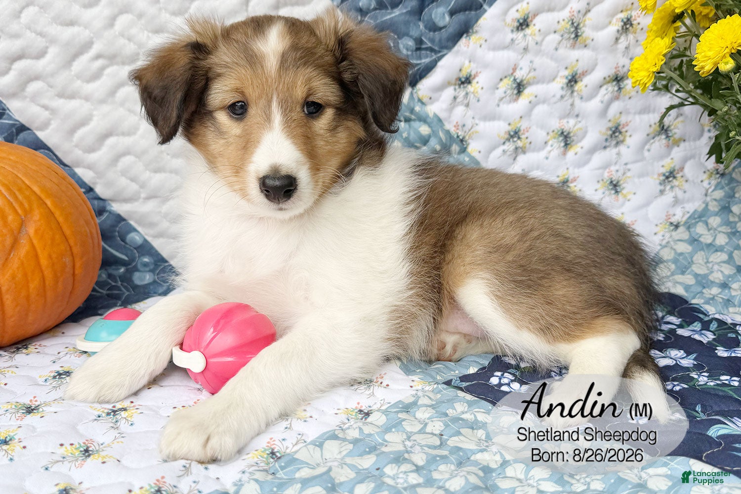 Shetland Sheepdog dogs for sale: Andin - Ad 1