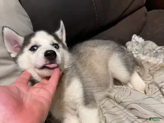 Siberian Husky dogs Red - Ad 13